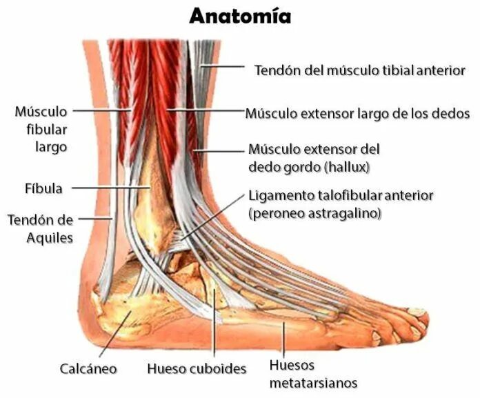 Пятка человека фото строение ESGUINCES de TOBILLO Anatomía, Tratamiento y Tipos Anatomía del tobillo, Ortoped