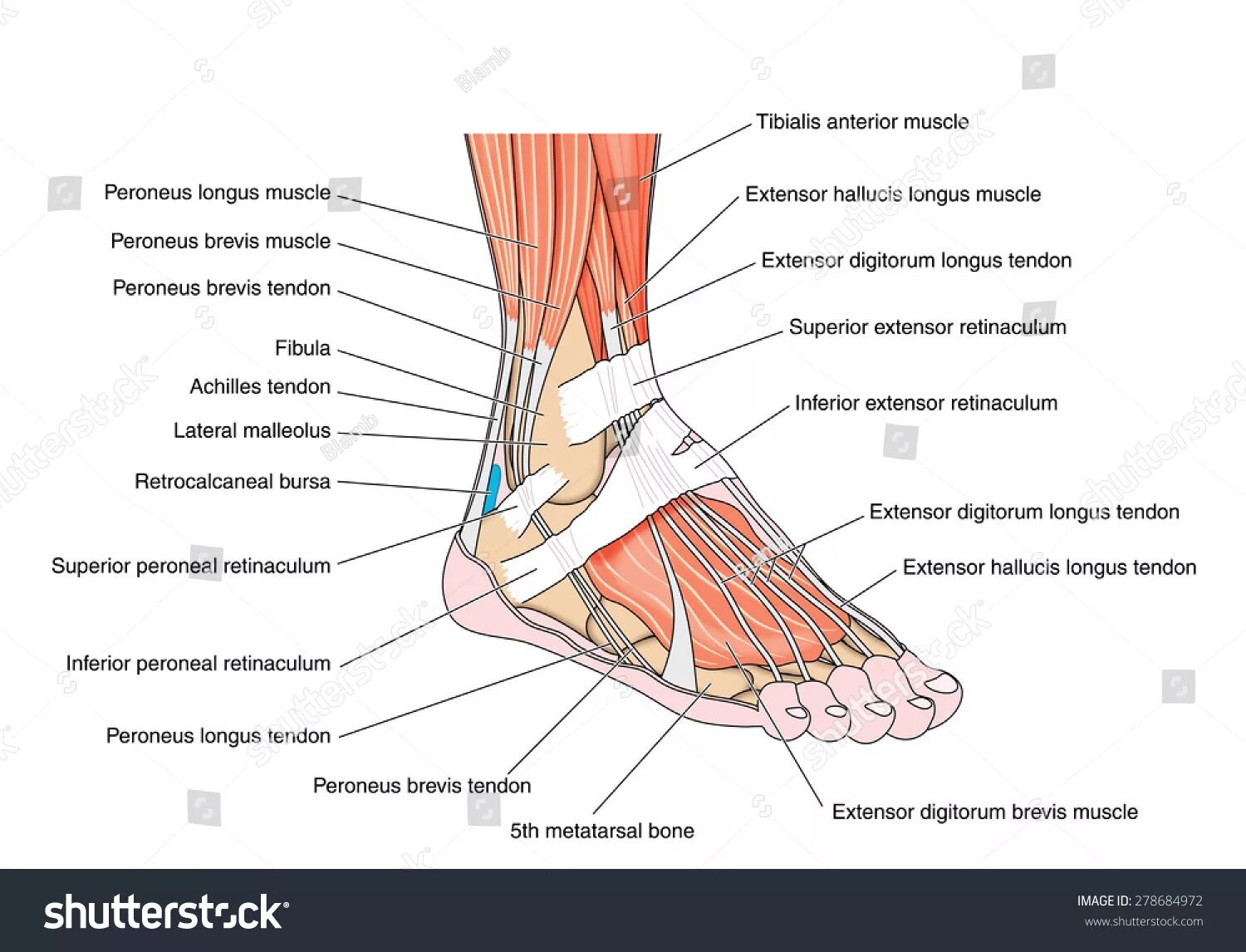 Пятка человека фото строение 54.592 Muscle feet Görseli, Stok Fotoğraflar ve Vektörler Shutterstock