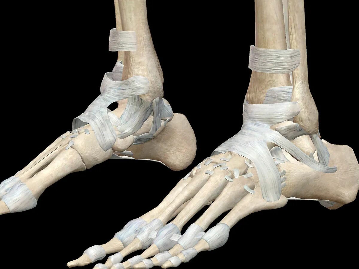 Пятка кость фото Foot bones