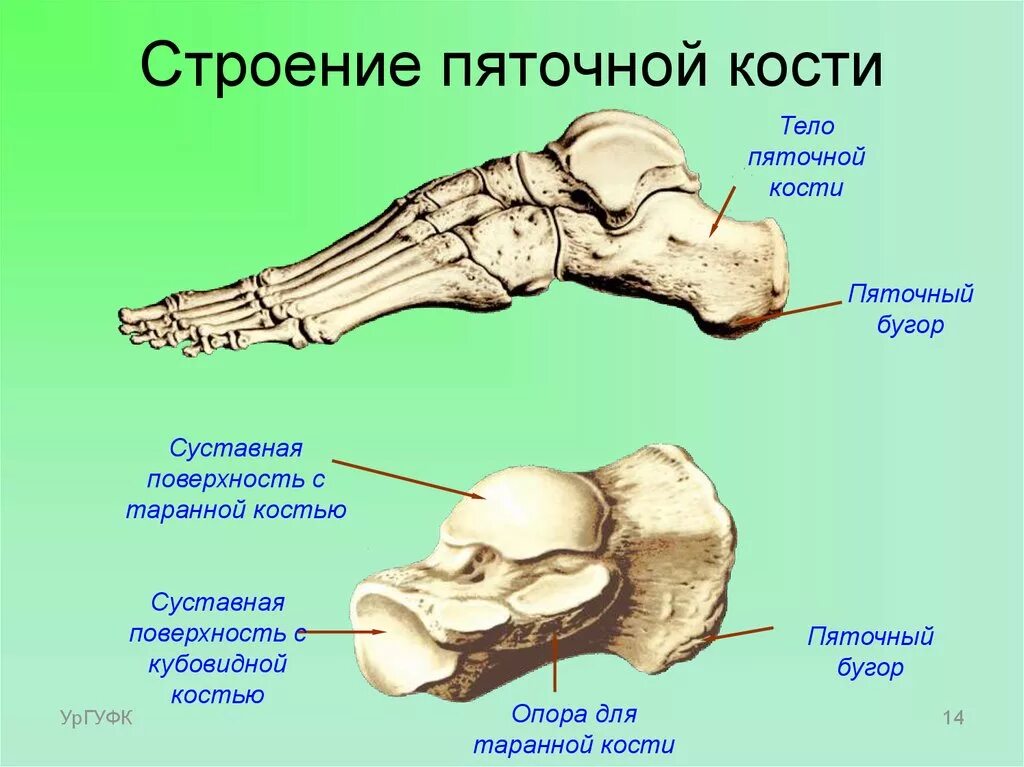 Пятка кость фото Картинки СТОПА ПЯТОЧНАЯ КОСТЬ