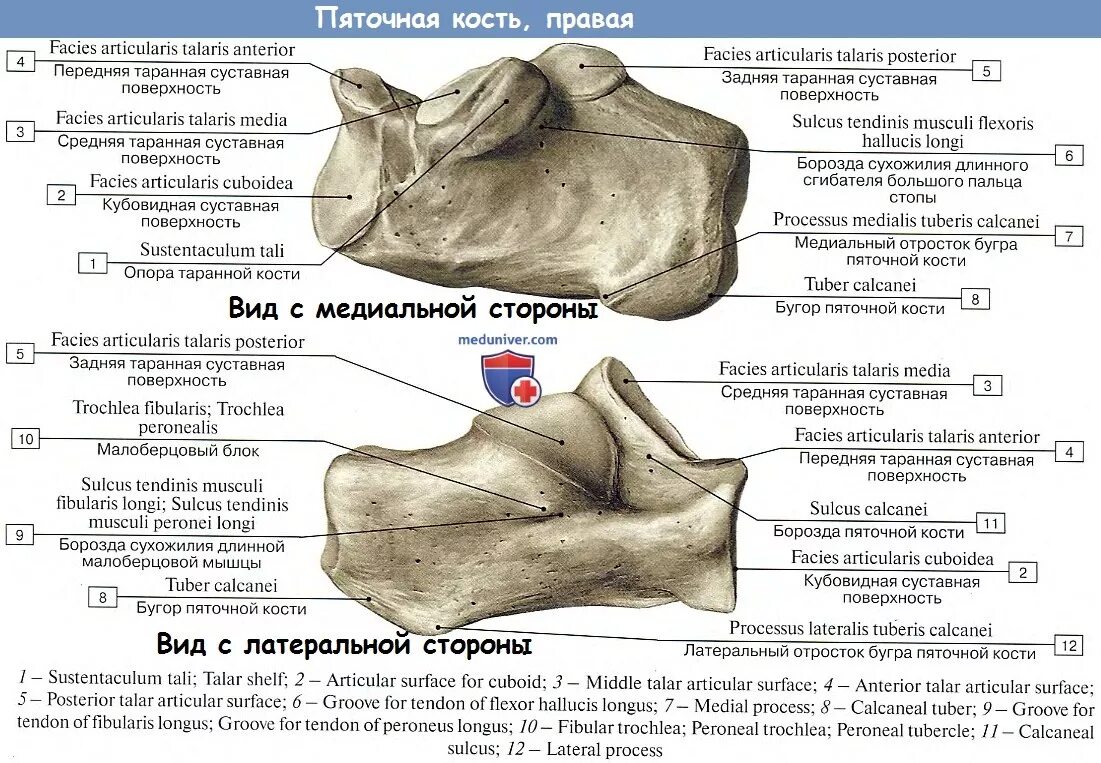 Пятка кость фото Анатомия : Кости стопы. Предплюсна.