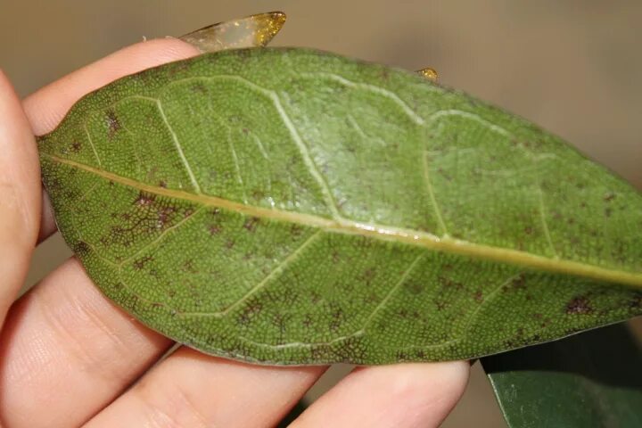 Пятна на фикусе фото Фикус Бокальчатоприлистниковый ( Ficus cyathistipula) Страница 2