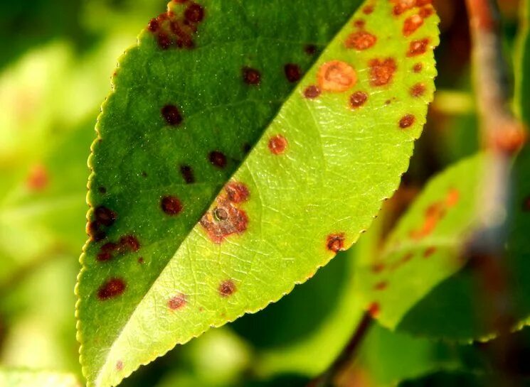 Пятна на листьях фото Вирус некротической кольцевой пятнистости вишни Cherry leaf, Plant problems, Pla