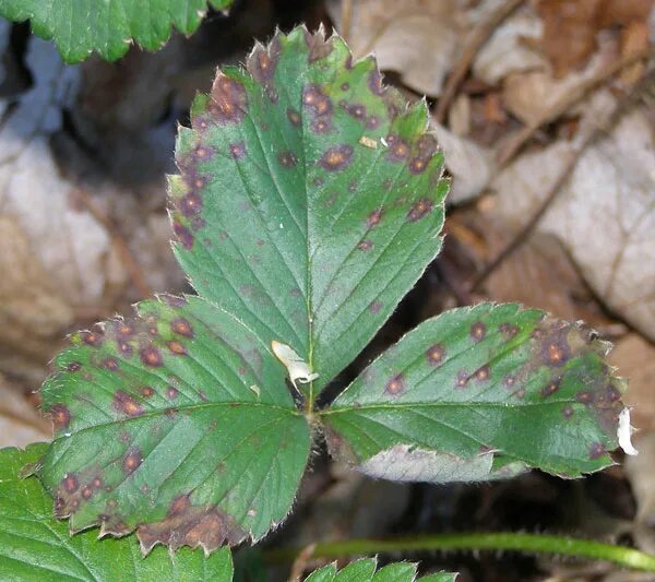 Пятна на листьях клубники фото What's wrong with my plant? : Garden : University of Minnesota Extension