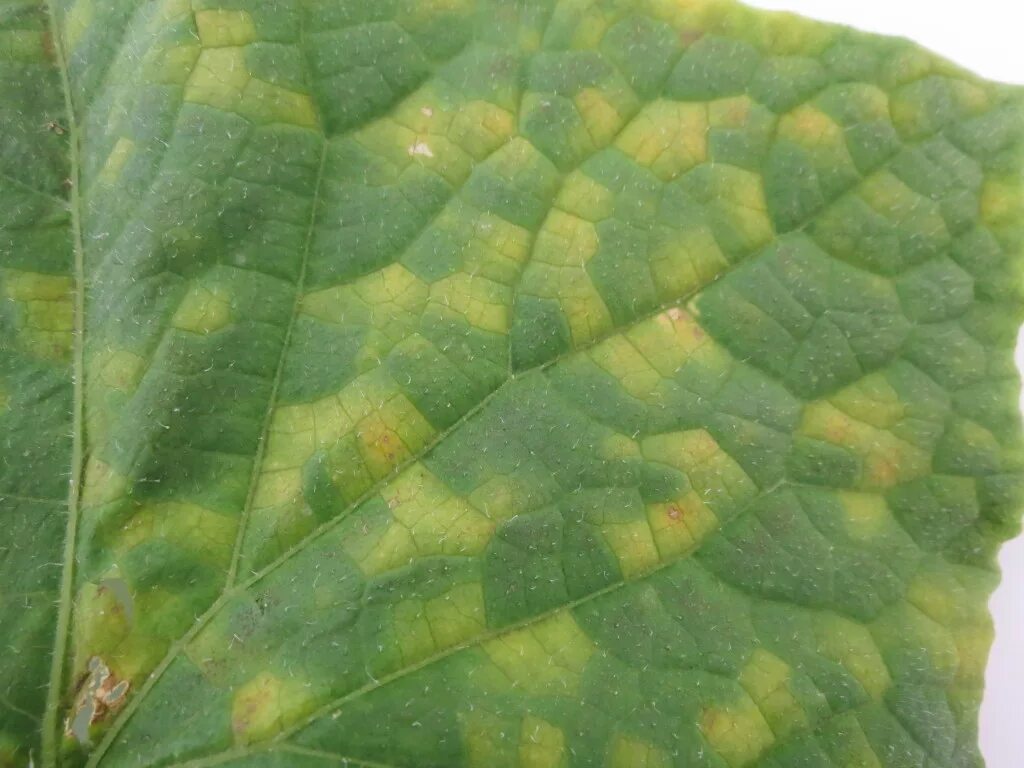 Пятна на листьях огурцов фото Cucurbit Downy Mildew in FL, GA, and SC NC State Extension