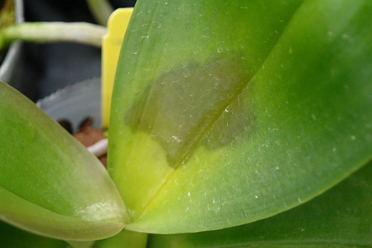 Пятна на листьях орхидеи фаленопсис фото File:Bacterial leaf blight orchid caused by Erwinia sp. (5833345478).jpg - Wikim