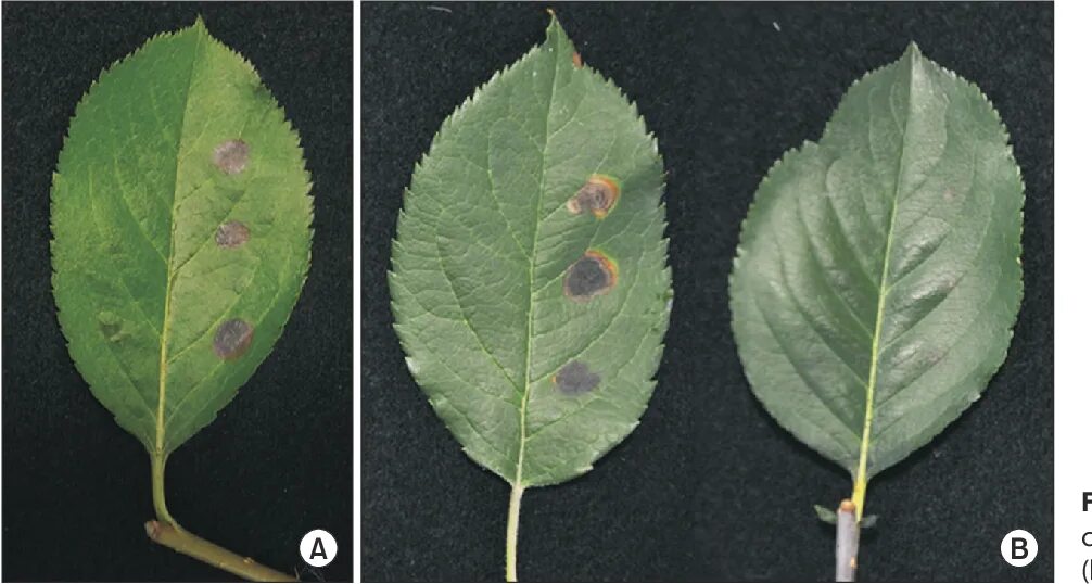 Пятна на листьях яблони фото PDF Alternaria Leaf Spot Caused by Alternaria mali on Black Chokeberry in Korea 