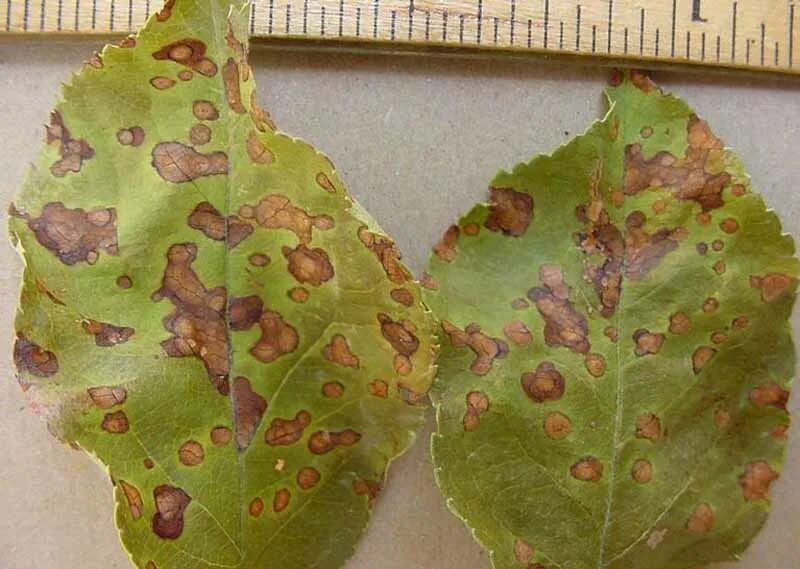 Пятна на листьях яблони фото How to Control Apple Black Rot and Frogeye Leaf Spot