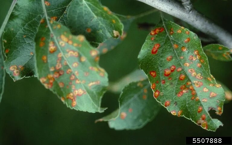 Пятна на листьях яблони фото Early Season Disease Control in the Home Orchard Nebraska Extension in Lancaster