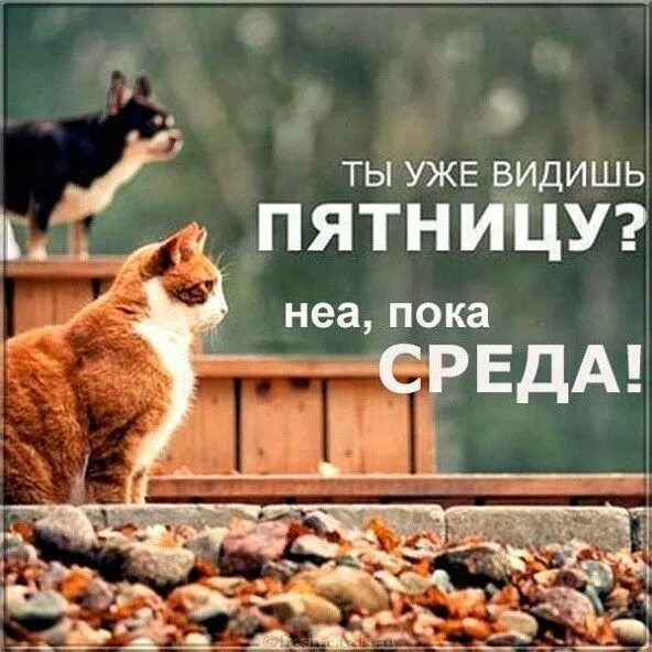 Пятничное утро картинки позитивные #поздравления #открытки en 2024 Humour, Animaux, Citation