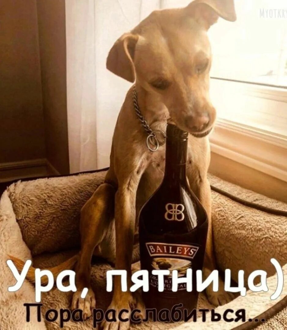 Пятничное утро картинки прикольные Pin on мысли Whiskey bottle, Jack daniels whiskey bottle, Baileys