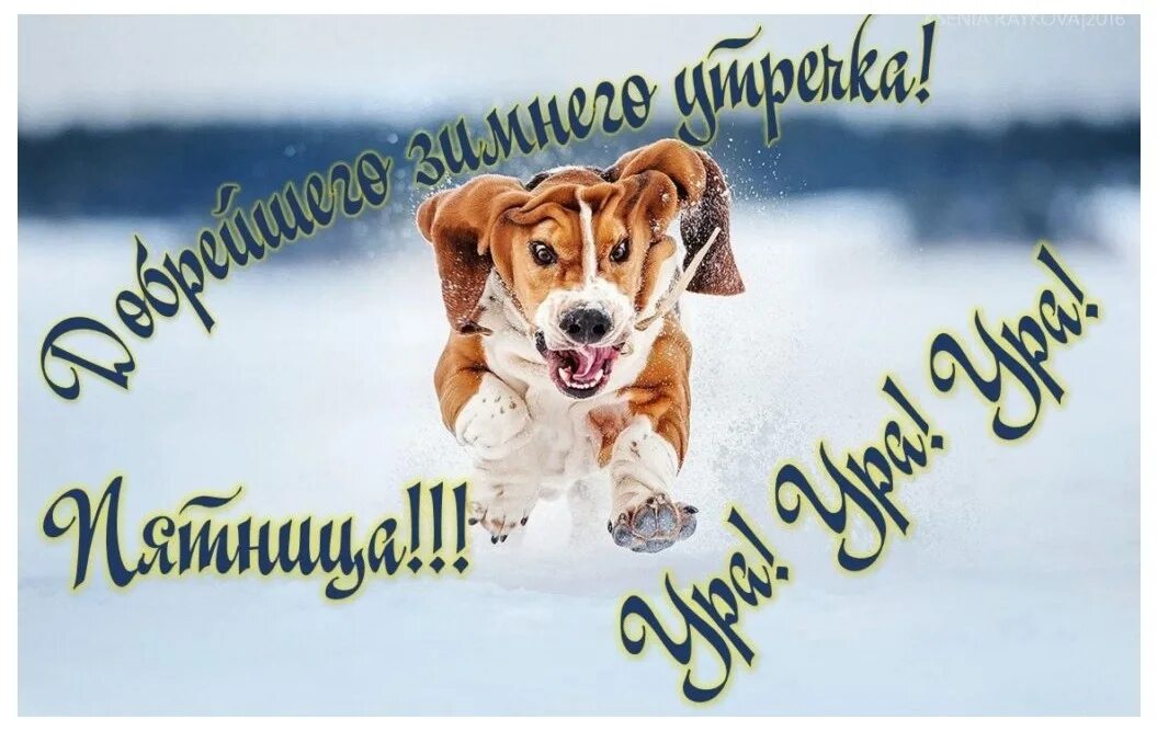 Пятничное утро картинки прикольные Good morning and wake up. Friday has arrived ! Smile quickly to the sun, To day 