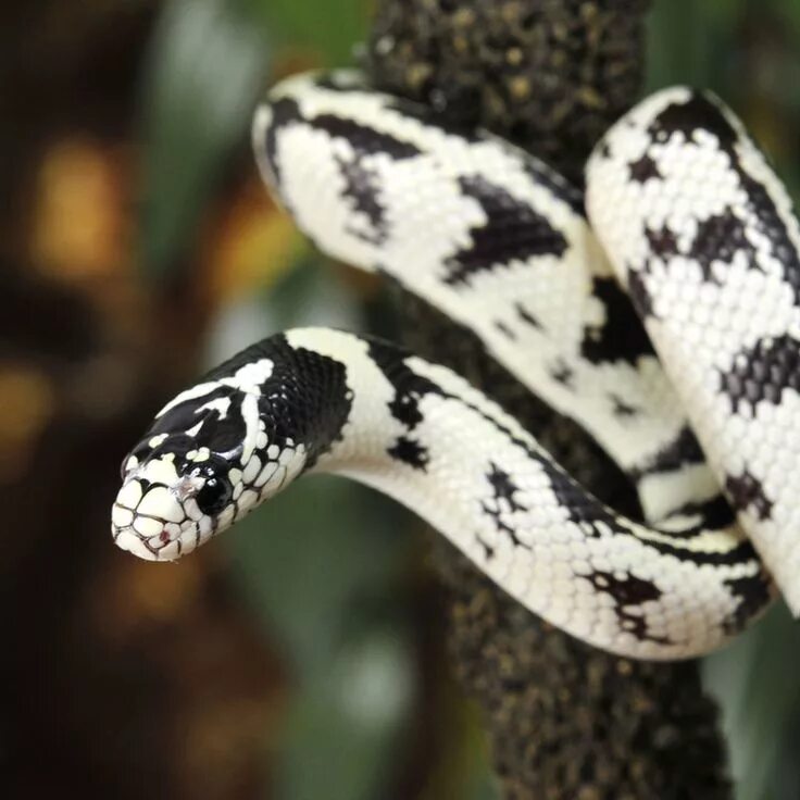 Пятнистая змея фото California king snake California king snake, Pet snake, Pretty snakes