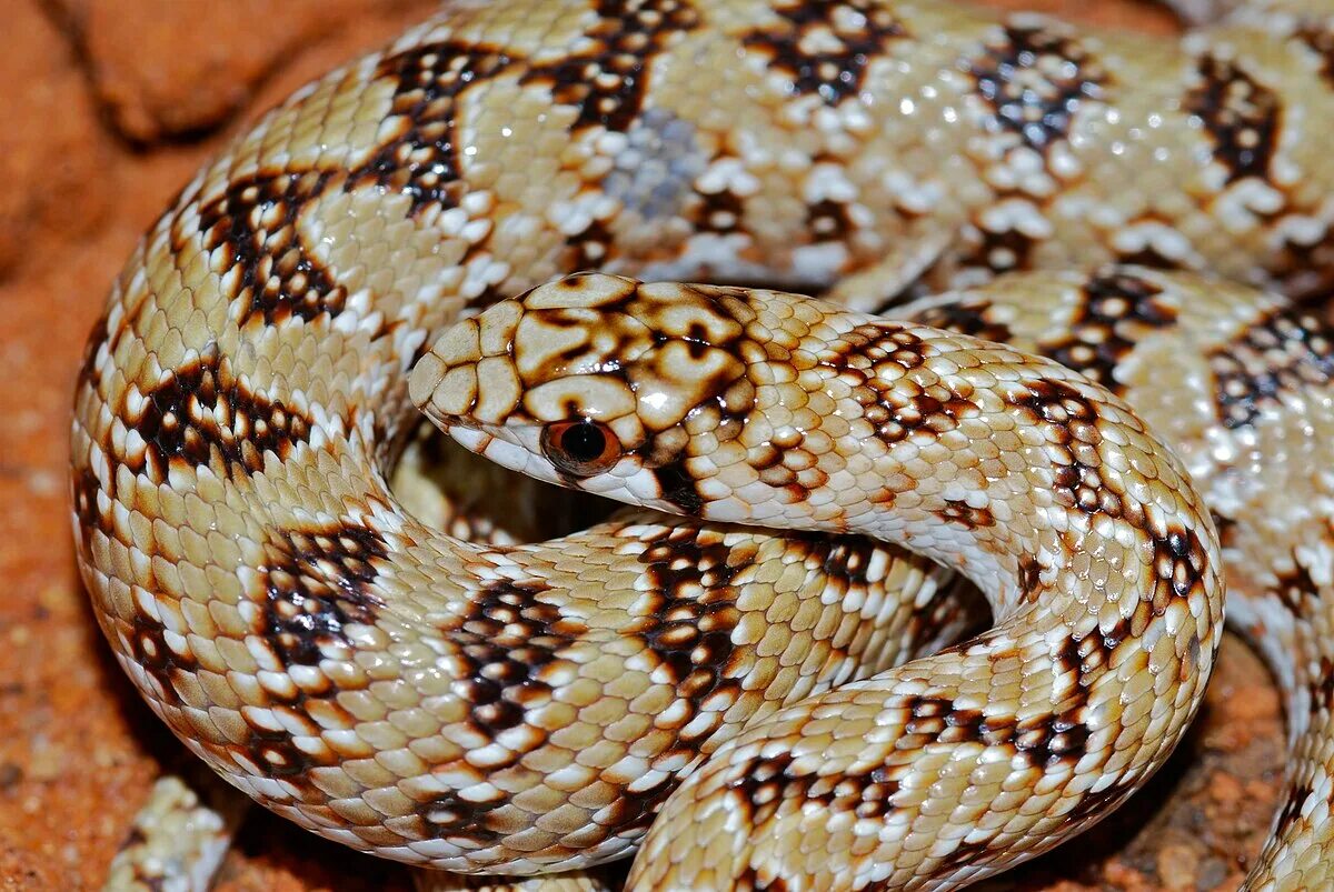 Пятнистая змея фото File:Juvenile Mole Snake (Pseudaspis cana) (7027018261).jpg - Wikipedia