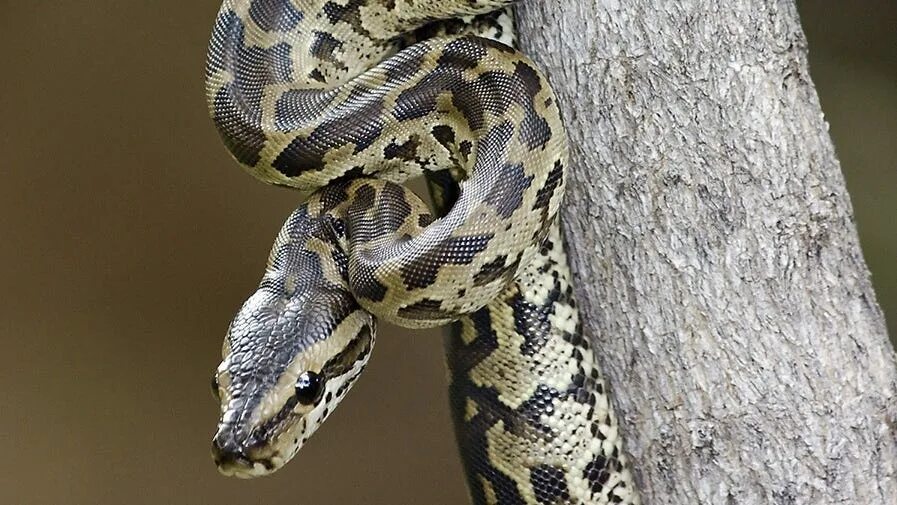 Пятнистая змея фото Escaped python kills 2 young boys in Canada