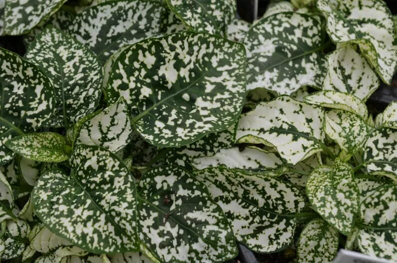 Пятнистое комнатное растение фото 20 White Hypoestes Seeds-White Splash Hypoestes-Polka Dot Etsy