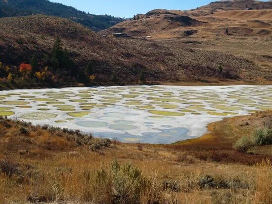 Пятнистое озеро фото Spotted Lake, Ktlil'x - Picture of Spotted Lake, Osoyoos - Tripadvisor