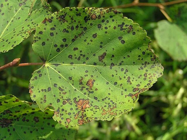 Пятнистость листьев фото Cercospora microsora - Wikimedia Commons