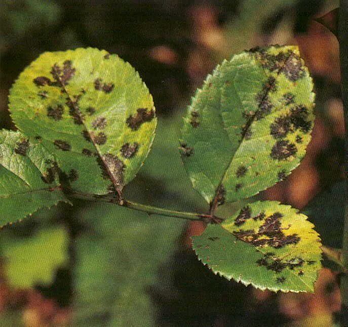 Пятнистость листьев фото Recognizing Disease in Rose Bushes Black spot on roses, Lawn and garden, Garden 