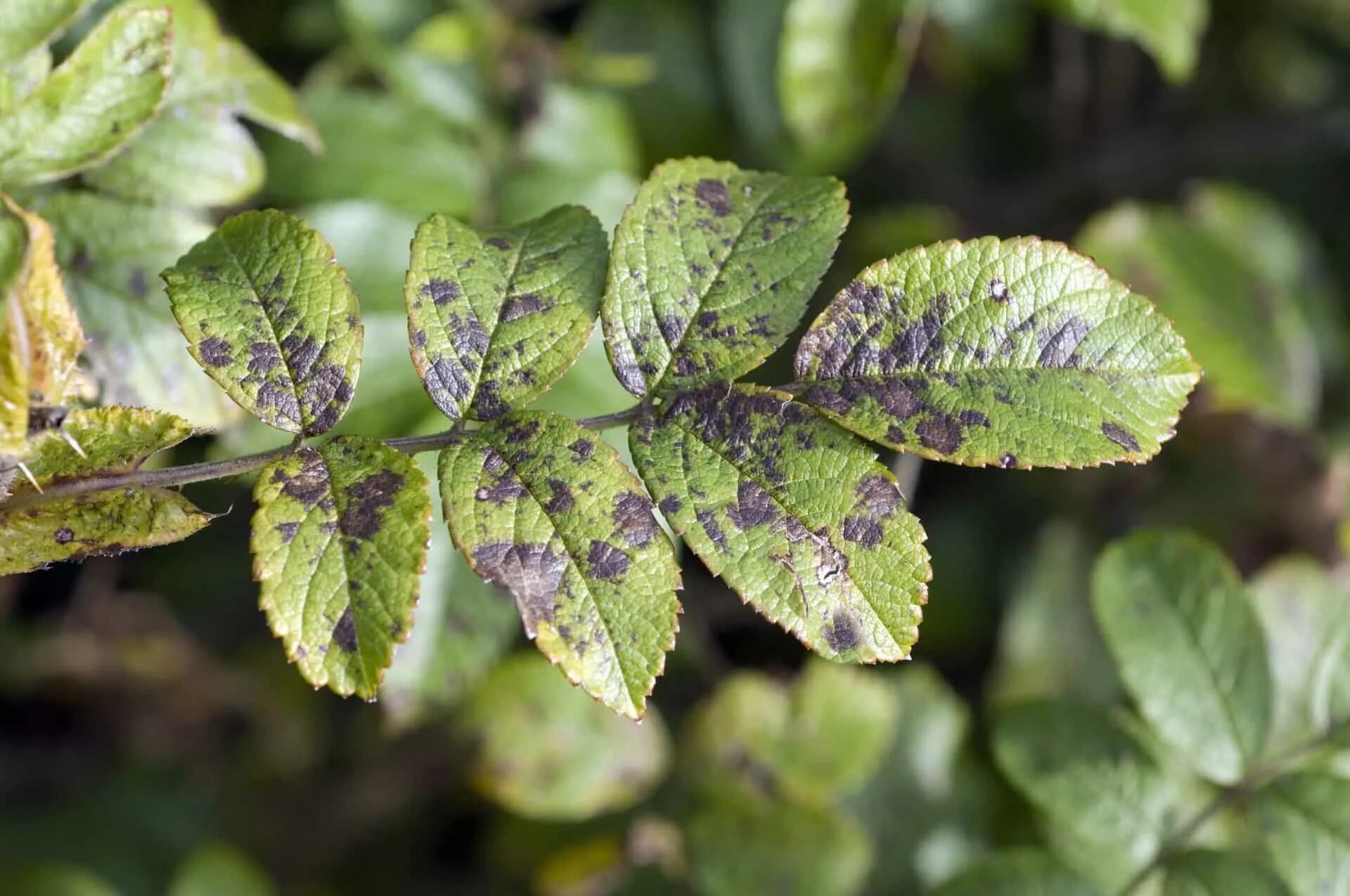 Пятнистость листьев фото Common plant diseases and how to beat them