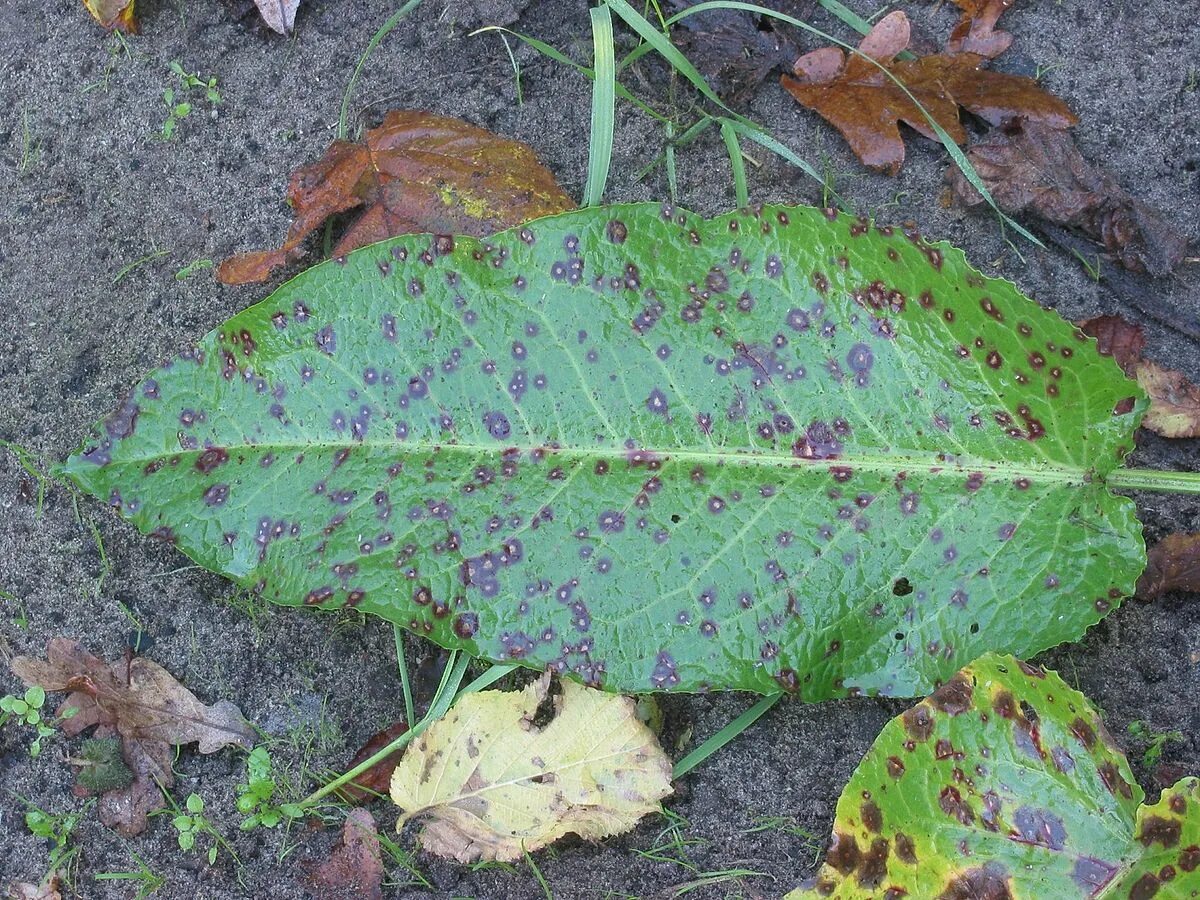 Пятнистость на листьях фото Файл:Ridderzuring bladvlekkenziekte (Rumex obtusifolius with leaf spot).jpg - Ви