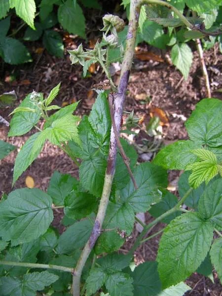 Пятнистость на малине фото и описание What's wrong with my plant? : Garden : University of Minnesota Extension