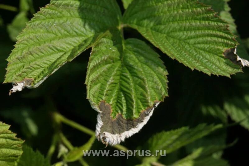 Пятнистости малины фото Результаты поиска АППЯПМ