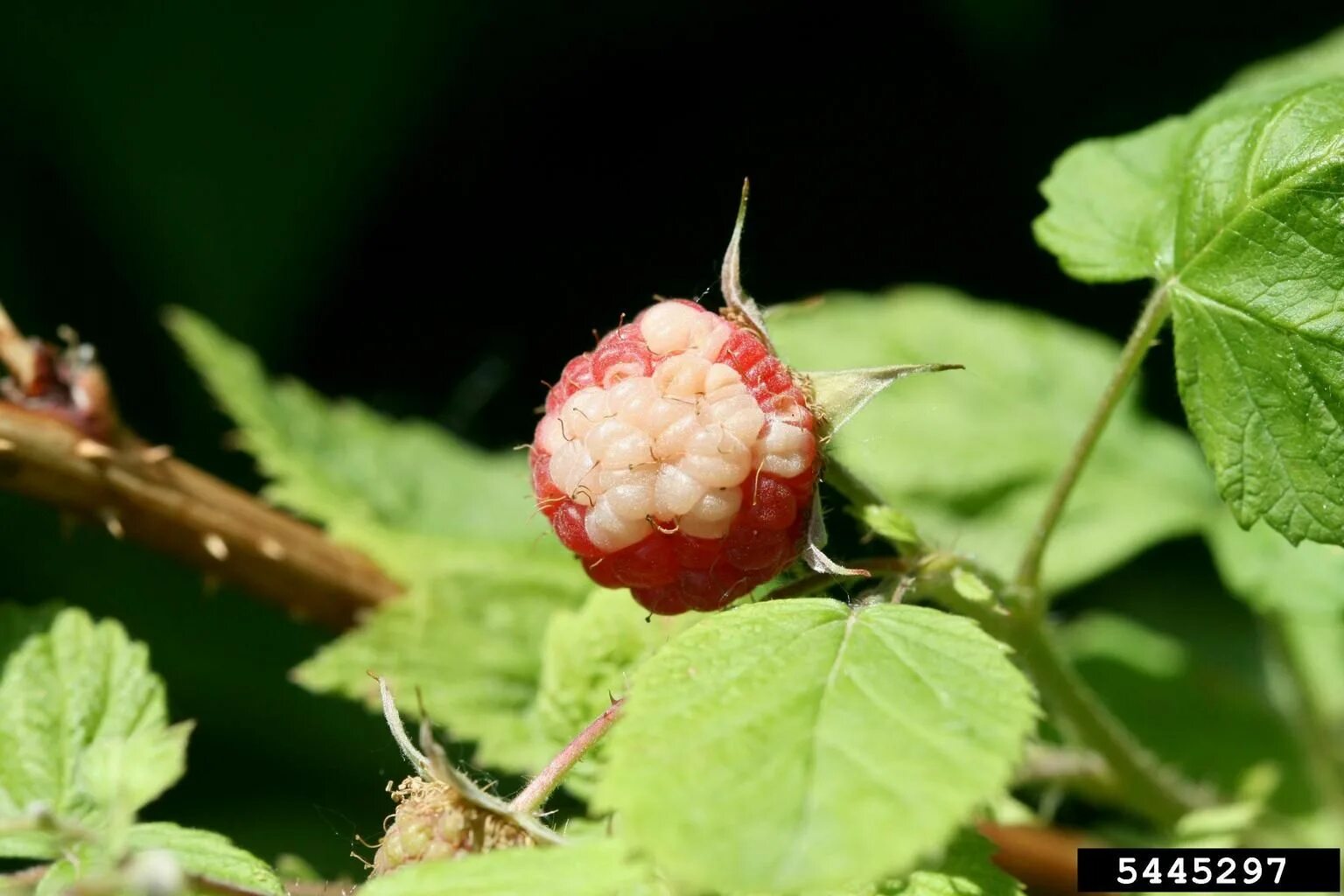 Пятнистости малины фото White Drupelet Syndrome - Blackberry or Raspberries With White Spots Raspberry p