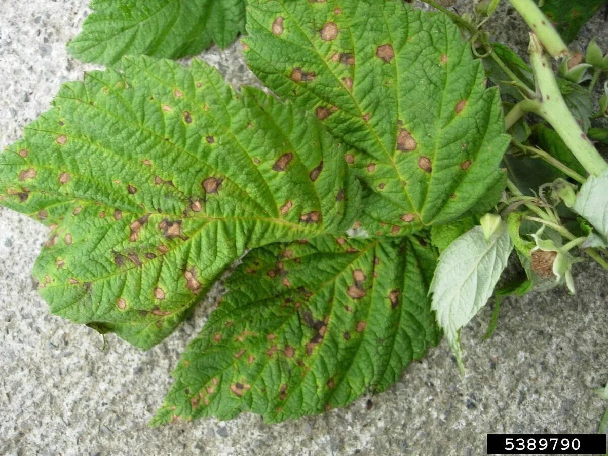 Пятнистости малины фото Raspberry Mosaic Complex Information - Preventing Mosaic In Brambles Gardening K