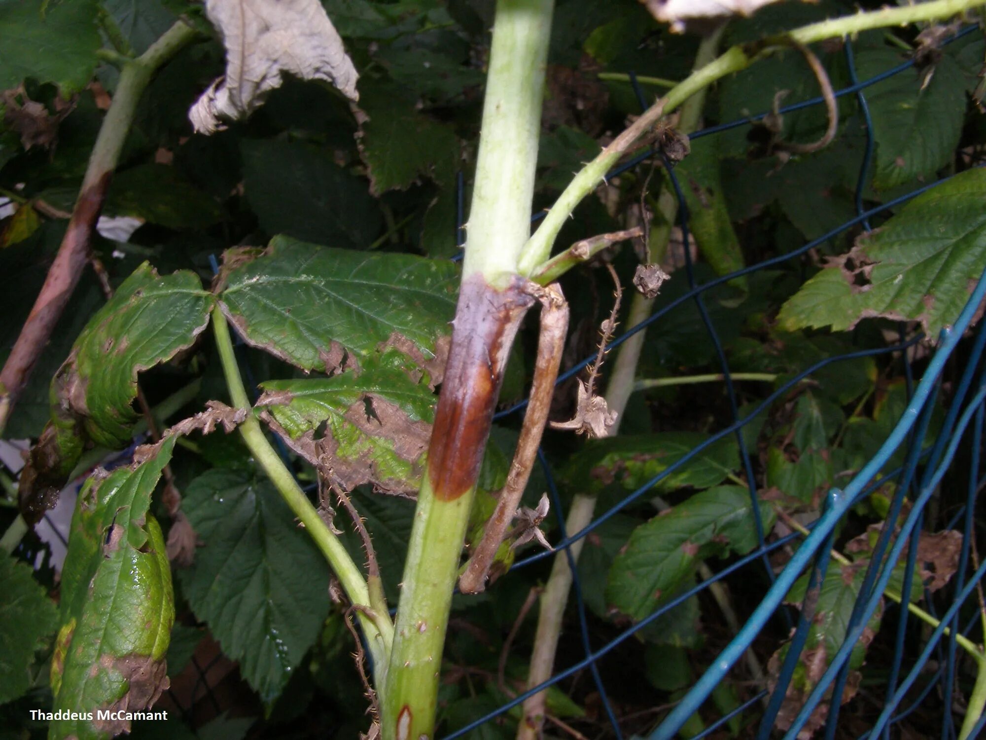 Пятнистости малины фото Fruit: Raspberry IPM - Spur Blight Center for Agriculture, Food, and the Environ