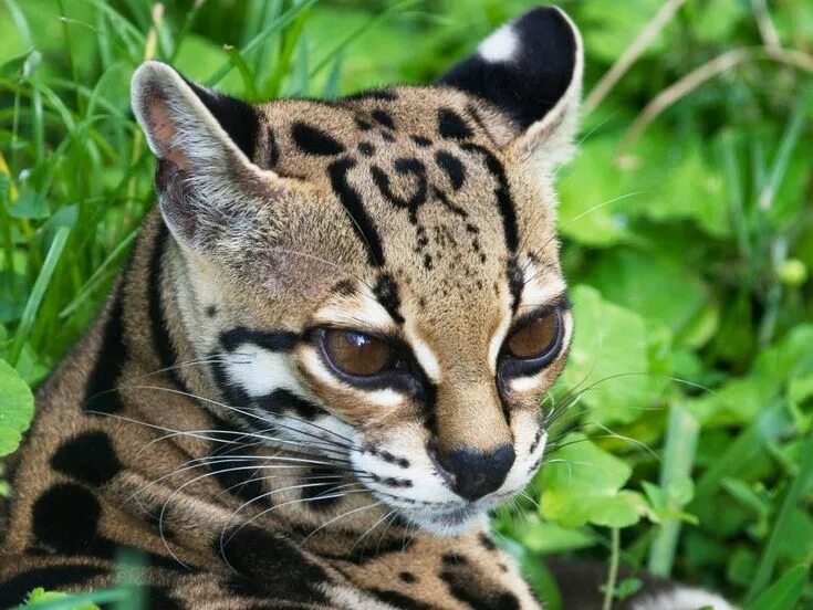 Пятнистые дикие кошки названия и фото Wild Galapagos Islands Costa rica wildlife, Animals, Galapagos islands