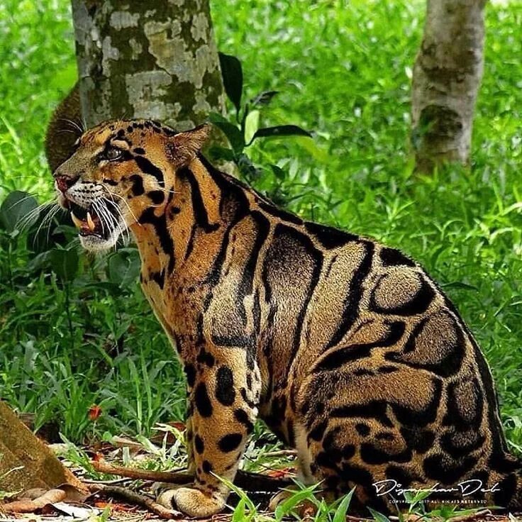 Пятнистые дикие кошки названия и фото Wild life on Instagram: "The clouded leopard (Neofelis nebulosa) is a wild cat o