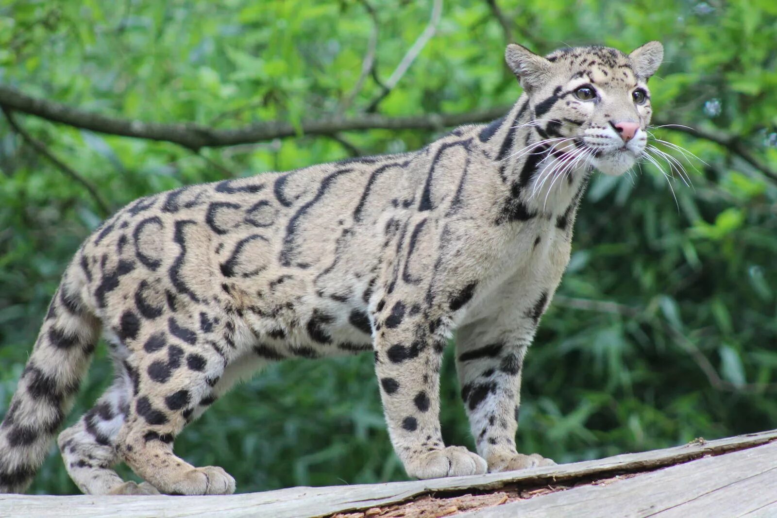 Пятнистые дикие кошки названия и фото Clouded Leopard - ZooChat