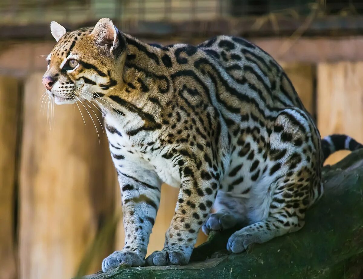 Пятнистые дикие кошки названия и фото Файл:Ocelot (Jaguatirica) Zoo Itatiba.jpg - Вікіпедія