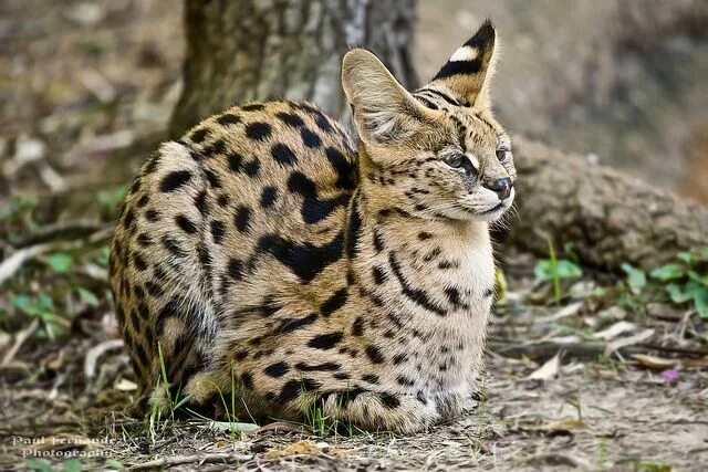 Пятнистые дикие кошки названия и фото Serval Waiting to be Fed at the Memphis Zoo, Tennessee Animali, Animali rari, Cu