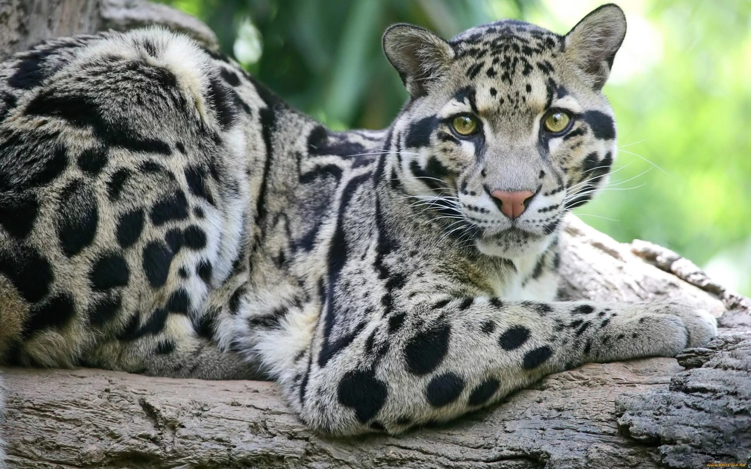 Пятнистые дикие кошки названия и фото Pin by Paula-Amanda Venho on kissaeläimet (Felidae) Clouded leopard, Animals wil