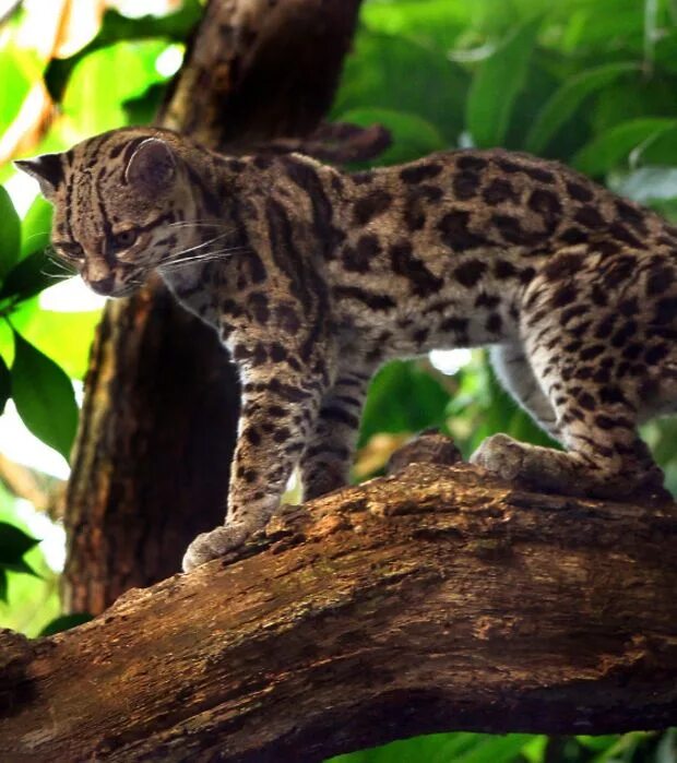 Пятнистые дикие кошки названия и фото Le top 10 des chats sauvages aussi fascinants que méconnus Margay cat, Small wil