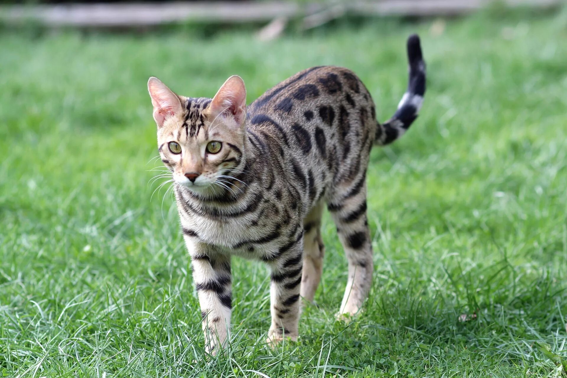 Пятнистые кошки 47 фото Bengal Cat Travel to Costa Rica PetRelocation