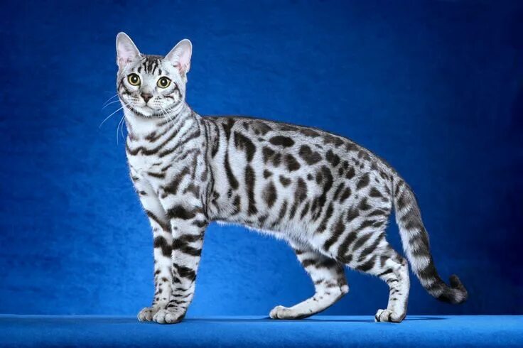 Пятнистые кошки 47 фото Pin on kittens Silver bengal cat, Bengal cat, Bengal kitten