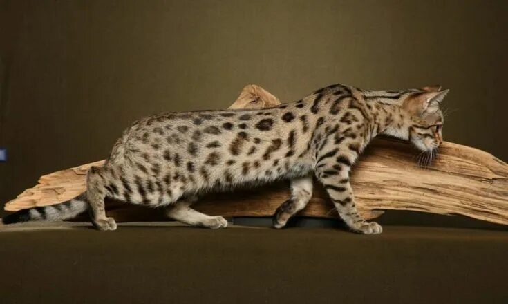 Пятнистые кошки 47 фото gato bengala que parece un leopardo Exotic cats, Bengal cat, Exotic cat breeds