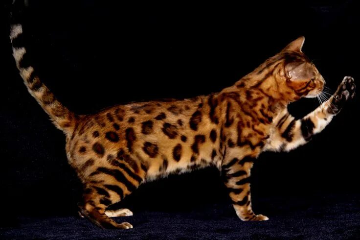 Пятнистые кошки фото bengal cat - Bing Images Cat breeds, Bengal cat, Cats