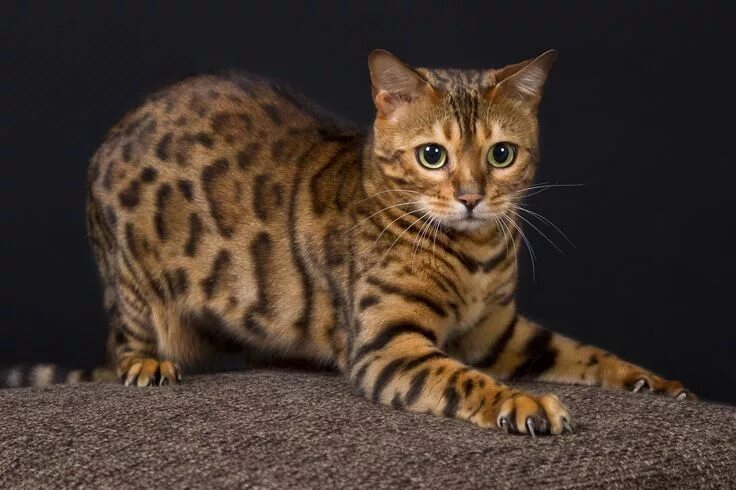 Пятнистые кошки фото Bengalkatze Animaux, Chat