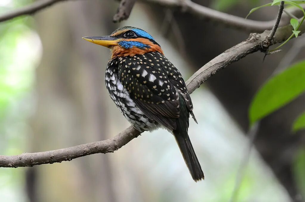 Пятнистые птицы фото Spotted Wood Kingfisher (Actenoides lindsayi) Bram Demeulemeester Flickr