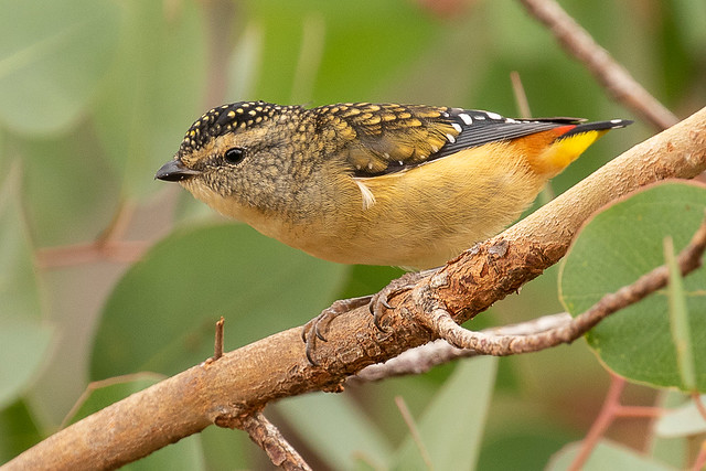 Пятнистые птицы фото Радужная птица леопардовая - Pardalotus punctatus