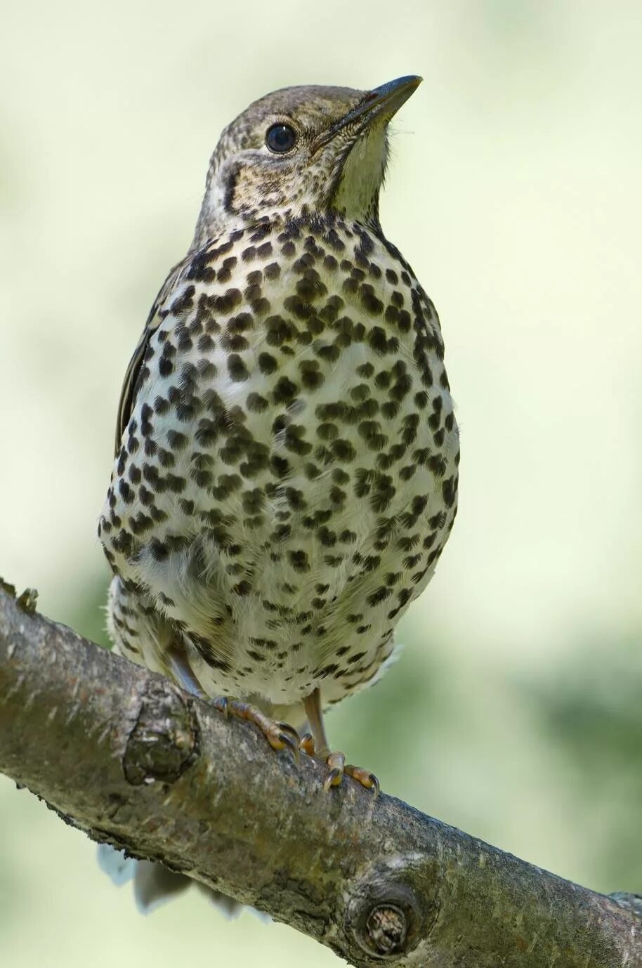 Пятнистые птицы фото Mistle Thrush (Turdus viscivorus). Birds of Siberia.