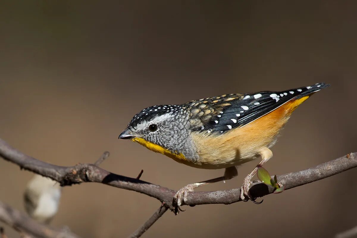 Пятнистые птицы фото File:Spotted Pardalote (Pardalotus punctatus) male (16179378064).jpg - Wikipedia