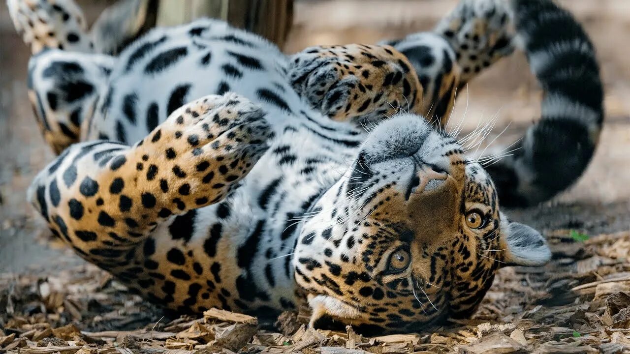 Пятнистые животные фото Lazy Teenage Leopard Journey to Become a REAL Hunter Nat Geo Wild Leopard Docume