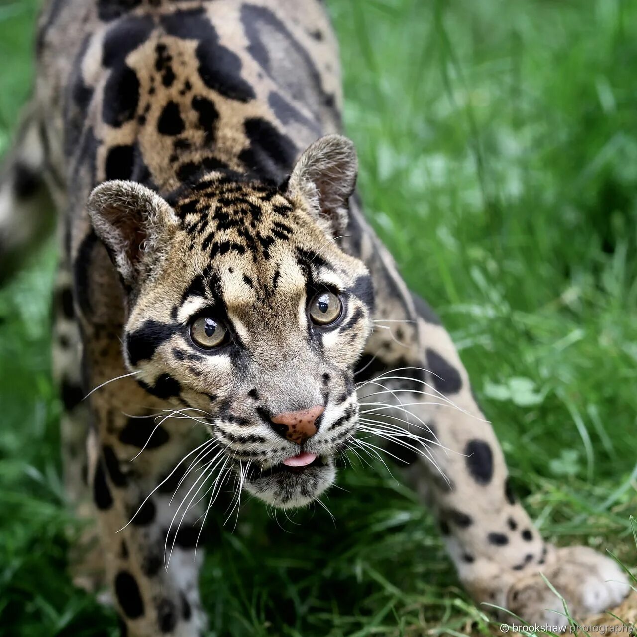 Пятнистые животные фото funnywildlife Clouded leopard, Animals, Wild cats