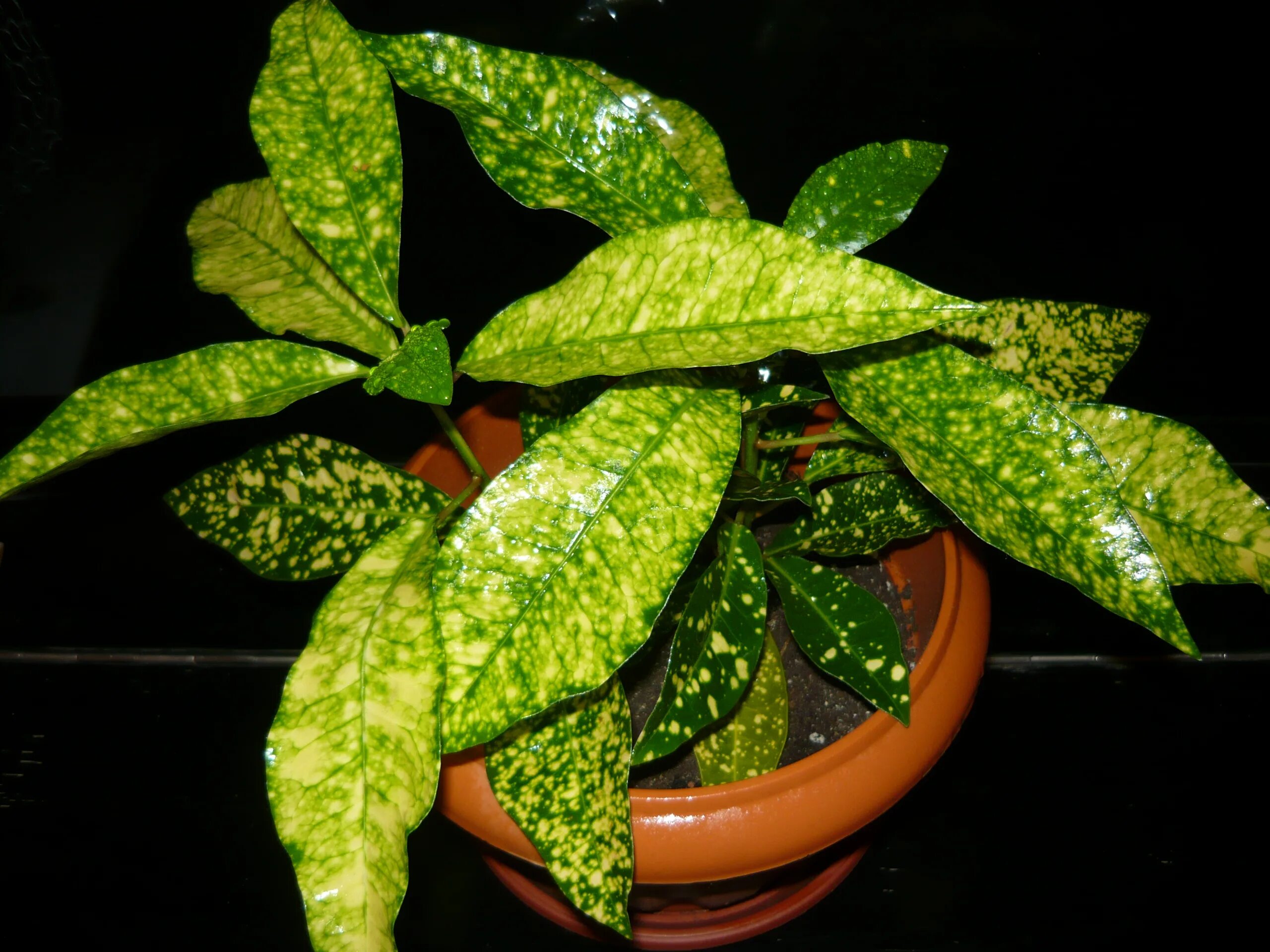 Пятнистый комнатный цветок фото File:Codiaeum variegatum by El 1.jpg - Wikimedia Commons