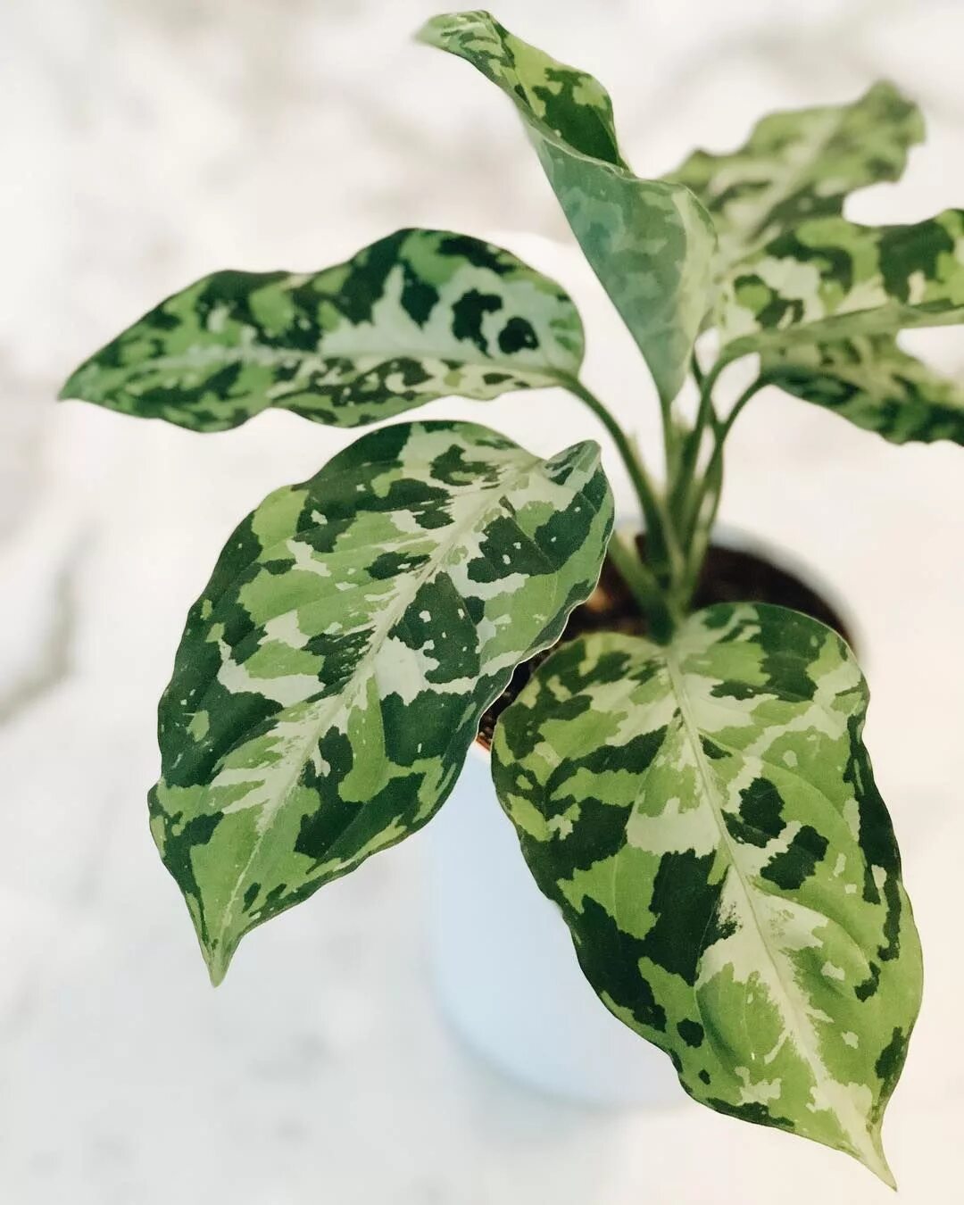 Пятнистый комнатный цветок фото aglaonema pictum tricolor Variegated plants, House plants, Plant leaves